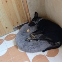 Sleeping beauty - just been adopted 2 weeks ago we hear 💜 at Tejón Heladería Mexicana in Tepoztlan