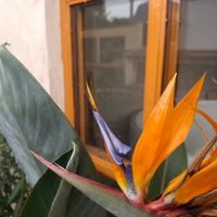 Beautiful paradise flower on their balcony at Tejón Heladería Mexicana in Tepoztlan
