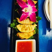 Gyozas  at The Sushi Samurai - Queen Anne in Seattle