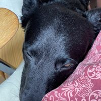 Cafe dog as a bonus  at Život Caffe in Porec