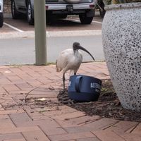  at The Happy Turtle Cafe in Caloundra
