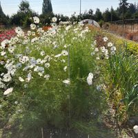 More flowers and veggie gardens to enjoy while eating.  at OSM Eats in Langley