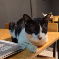 This fellow seemed to be a regular customer here. at Vegan Meals in Chiang Mai