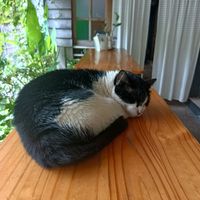  at Vegan Meals in Chiang Mai