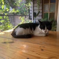 Friends of the cafe   at Vegan Meals in Chiang Mai