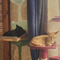  at Once Upon A Cat in Limoges