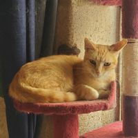  at Once Upon A Cat in Limoges