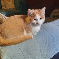  at Once Upon A Cat in Limoges