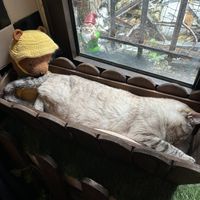   at Once Upon A Cat in Limoges