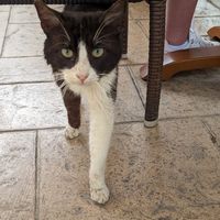  at Moustakallis in Paphos