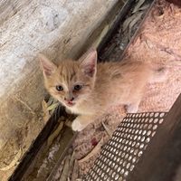 A kitty  at Tmol Shilshom in Jerusalem