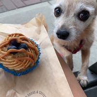 Lily is about to enjoy her ‘pup cake’!  🧁  at All Roads in Jefferson