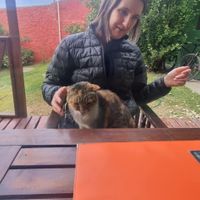 Friendly neighbourhood cat. Helps itself to your lap for pats. at Pura Vida in El Calafate