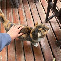 Cutie cat  at Pura Vida in El Calafate