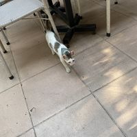 Cute cat!   at Planta in Phnom Penh