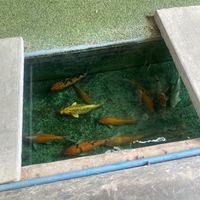   at The Glass House in Koh Lanta