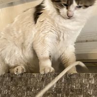   at The Aft Galley in St Julians