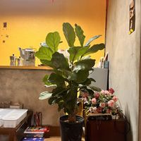   at Neko Vegan House in Penang