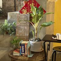   at Neko Vegan House in Penang