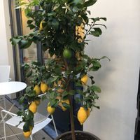 Cute lemon tree  at Coconut Cafe in Paris