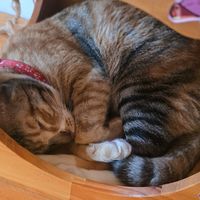  at WagWel Feline in Ho Chi Minh City