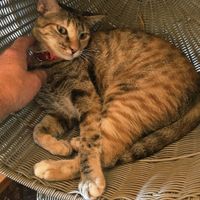  at WagWel Feline in Ho Chi Minh City