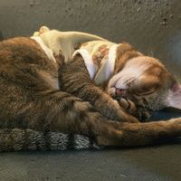  at WagWel Feline in Ho Chi Minh City