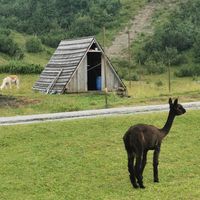 Alpaca from Andes at Rifugio Tamai in Sutrio