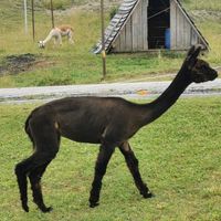  at Rifugio Tamai in Sutrio