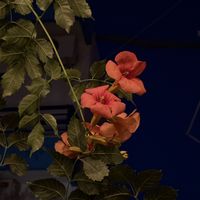 Picture of a beautiful flower in the garden.  at Olaya Bistro in Crete