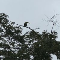   at Cafe Metropoli in La Fortuna