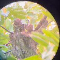 Owner has a scope to help see! The sloths  are so close to the cafe though ♥️ #Veganuary at Cafe Metropoli in La Fortuna