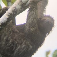  #Veganuary at Cafe Metropoli in La Fortuna