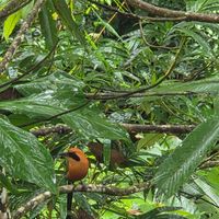  at Cafe Metropoli in La Fortuna