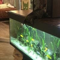   at Cat'n'Coffee in Klagenfurt