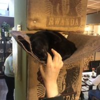   at Cat'n'Coffee in Klagenfurt