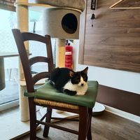  at Cat'n'Coffee in Klagenfurt