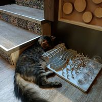  at Cat'n'Coffee in Klagenfurt