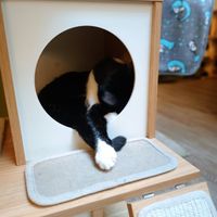  at Cat'n'Coffee in Klagenfurt