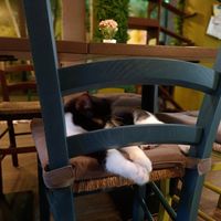  at Cat'n'Coffee in Klagenfurt