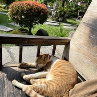 Cat friends😄 at Sweet Orange in Ubud