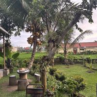 Uitzicht op de rijstvelden   at Sweet Orange in Ubud