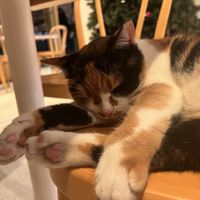 gatito descansando 😻  at Ethique Plant-based in Istanbul