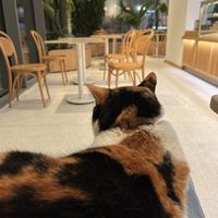 With the cat on the knees  at Ethique Plant-based in Istanbul