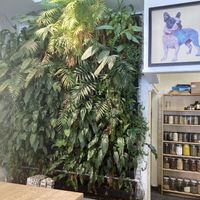 Vertical plant wall  at Little Sunflower Café in Elwood