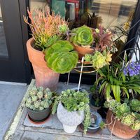 The greenery!  🌸💕  at The Funky Lemon in San Diego