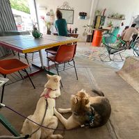 they brought a bowl of water for the doggies😄 at Nena Nena in Valladolid