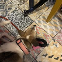   at Saïgon Cà Phê in Reims