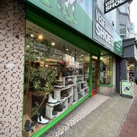   at Vegetarian Shoes in Brighton