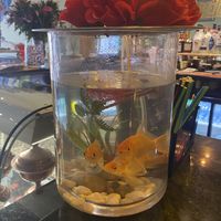 Very small tank for 3 fish   at Shandiz in Sunderland